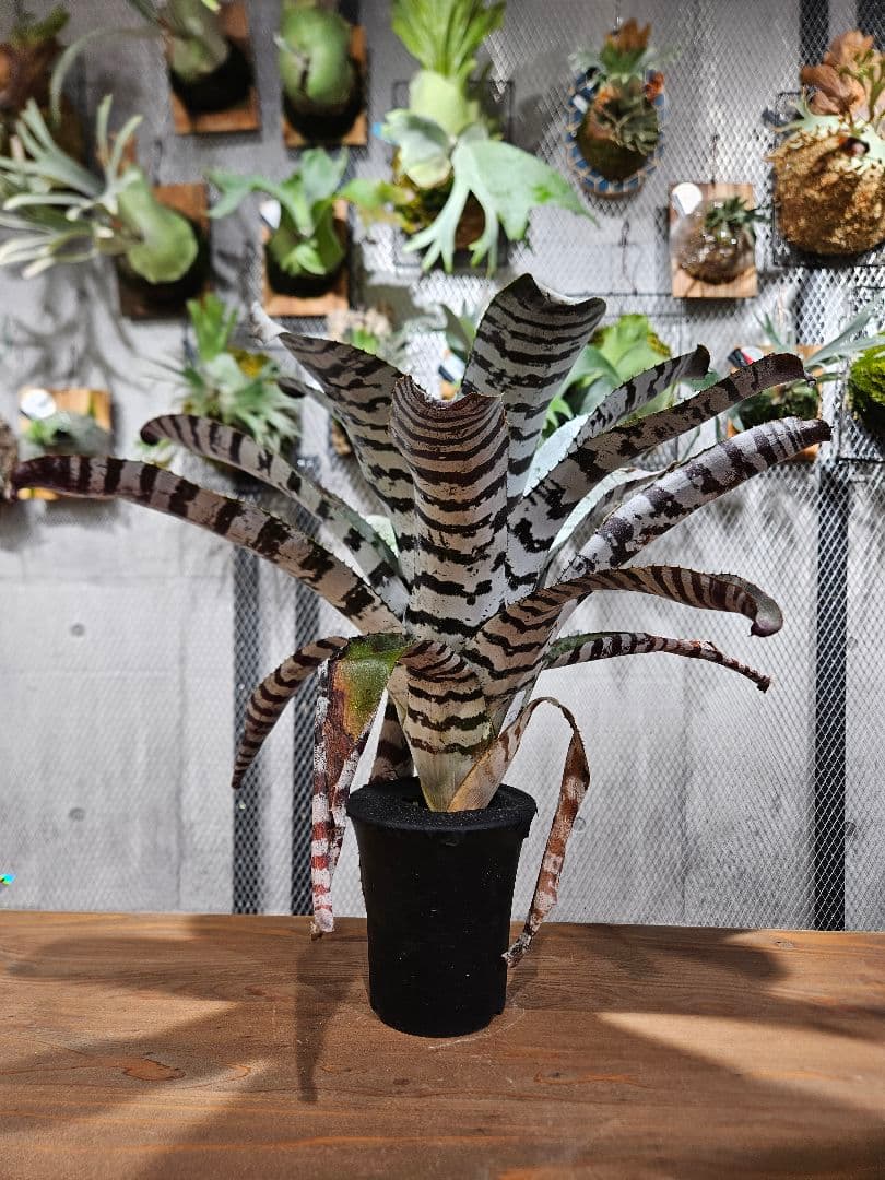 エクメア チャンティーニ　ブラックアイス