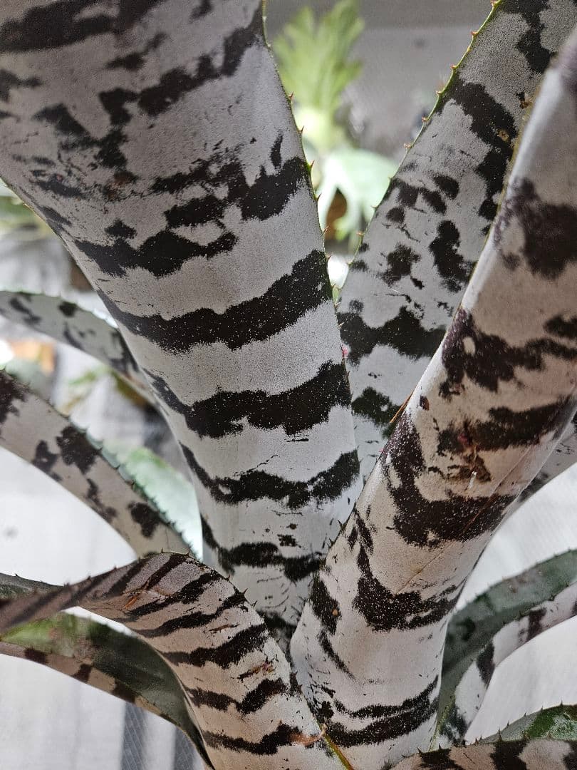 エクメア チャンティーニ　ブラックアイス