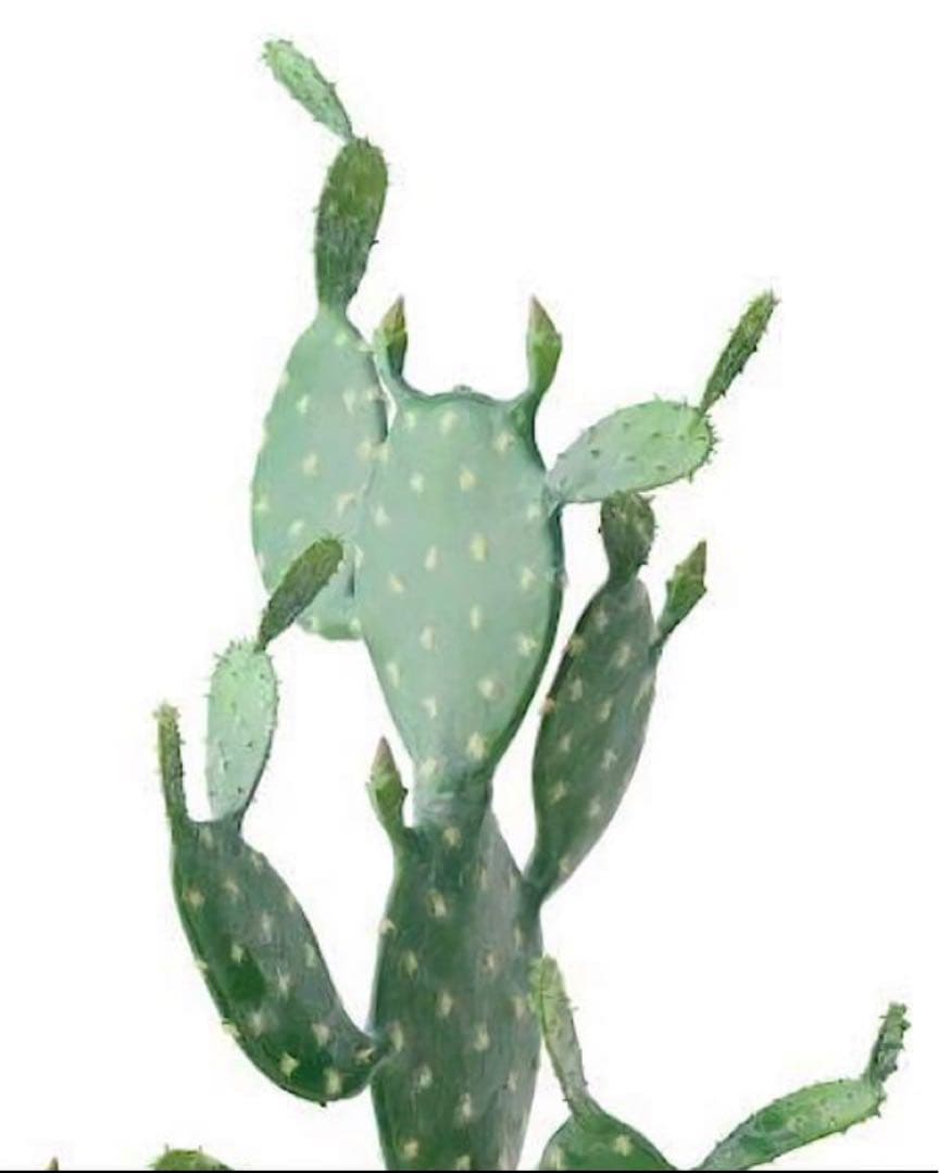 光触媒　人工観葉植物　ウォールグリーン　フェイクグリーン　ウチワサボテンz