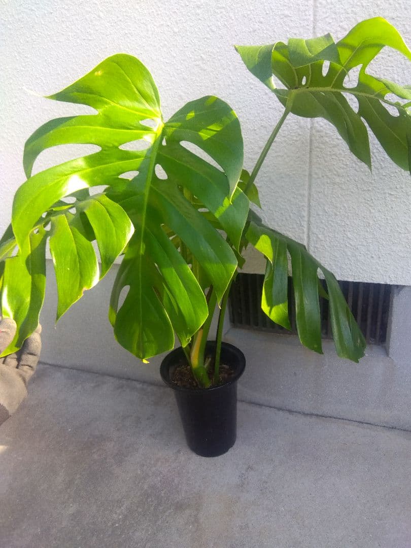 モンステラ　デリシオーサ　6号鉢つき　深穴開き❗2株植え❗　か