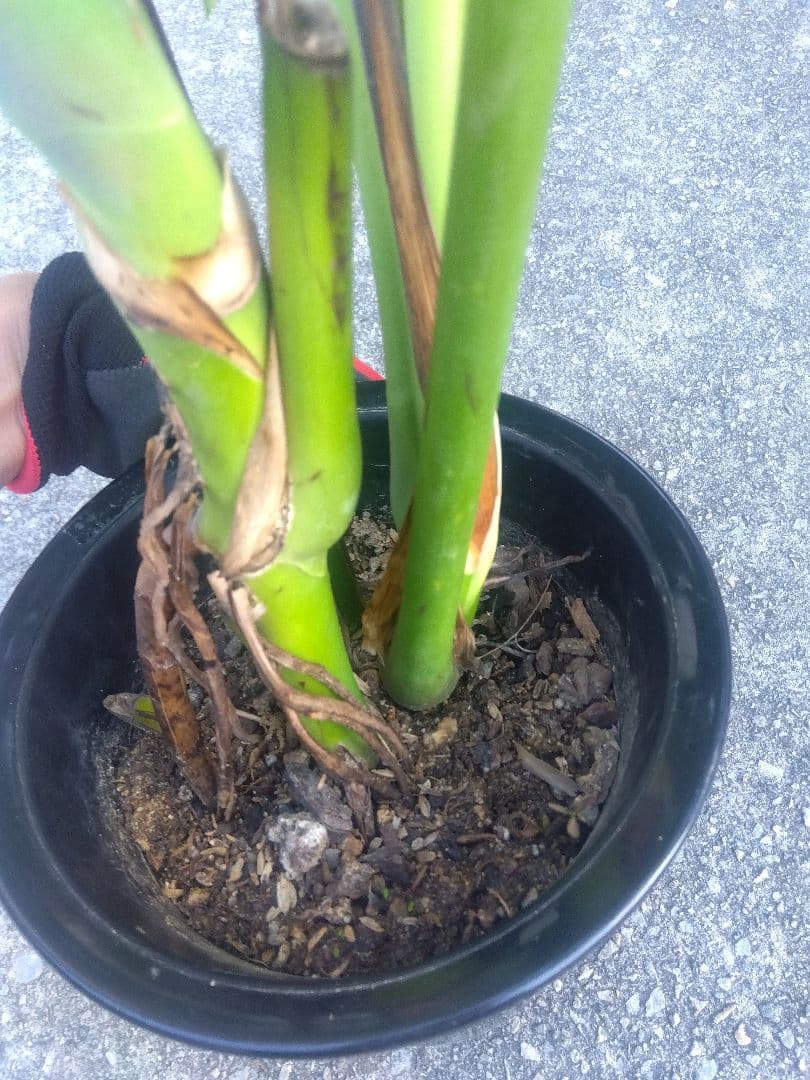 モンステラ　デリシオーサ　6号鉢つき　深穴開き❗2株植え❗　か