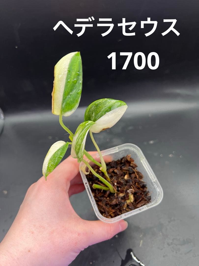 Leno様　おまとめ買い