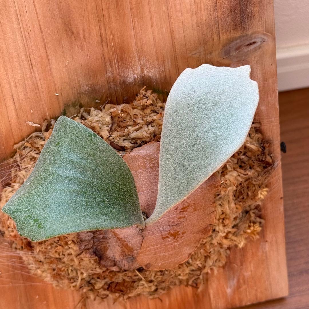 ビカクシダ　ホワイトギズモ　White gizmo