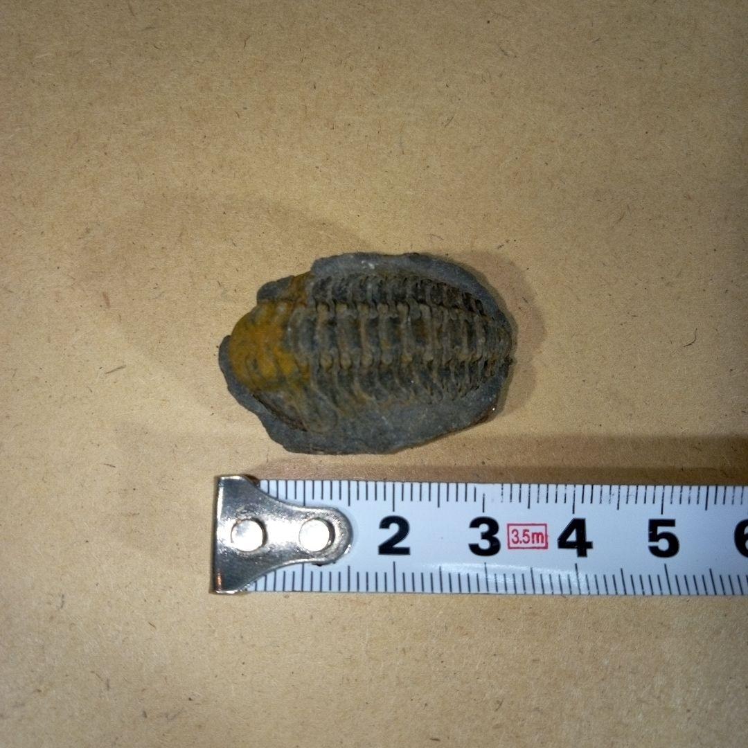 三葉虫　化石　三葉虫化石　究極のレトロ　fossil　ボリビア産　化石管理番号⑮