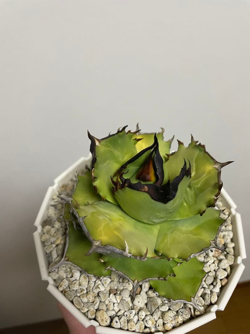 アガベ オテロイ実生