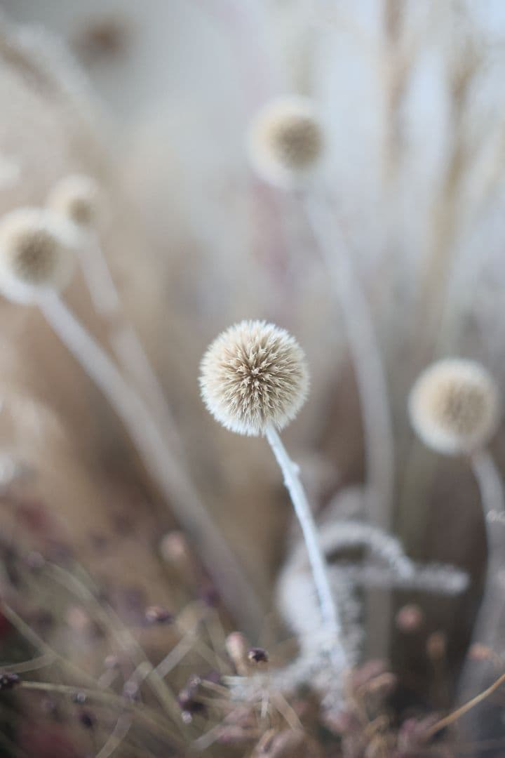 Super-Takumar 50mm F1.4 前期型 〈8枚玉〉【良品】