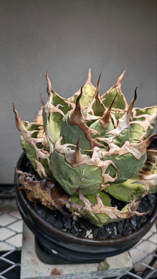 トップ長　アガベ　オアハカ　現地球ワイルド　COYOTE　PLANTS　オテロイ