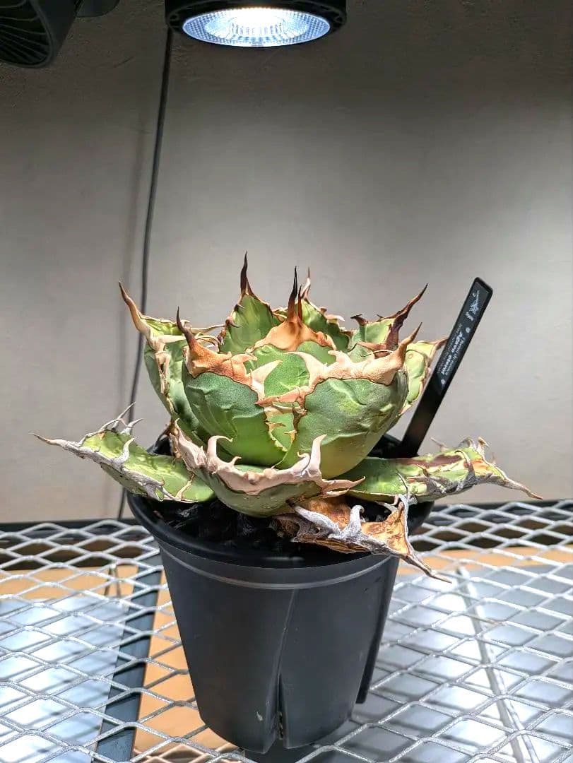 トップ長　アガベ　オアハカ　現地球ワイルド　COYOTE　PLANTS　オテロイ