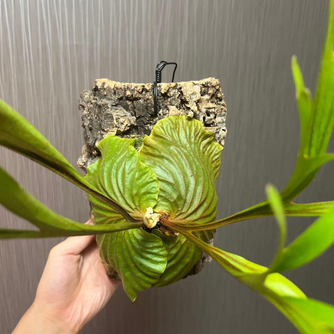 ビカクシダ リドレイ(ワイルド)大株　コルク付け