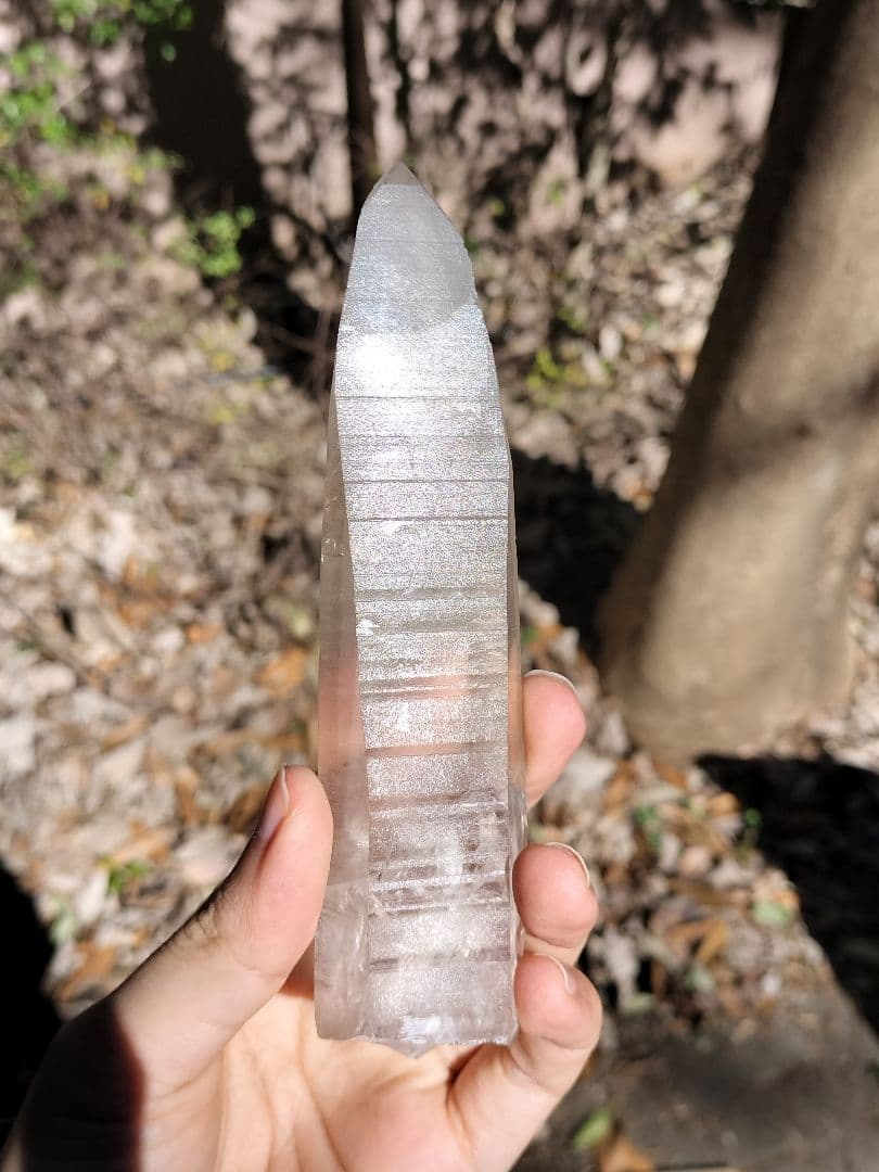 【早いもの勝ち超特価】オールドレムリアン　ピュアレイ