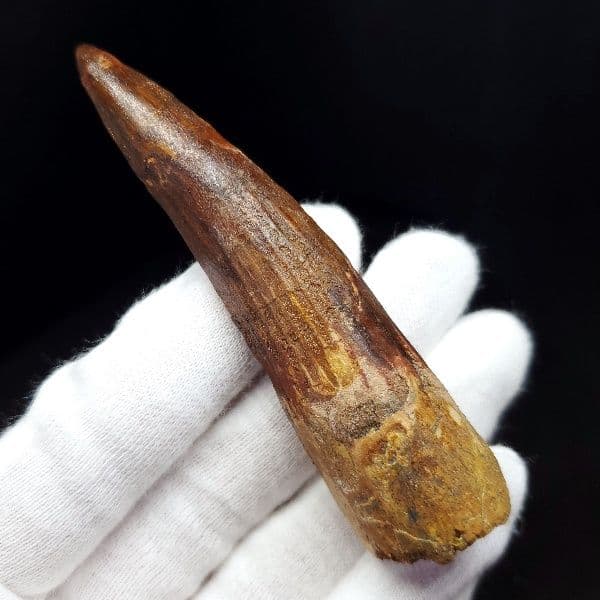 極上 スピノサウルス 本物 モロッコ産 80.31mm ケース付き sp269