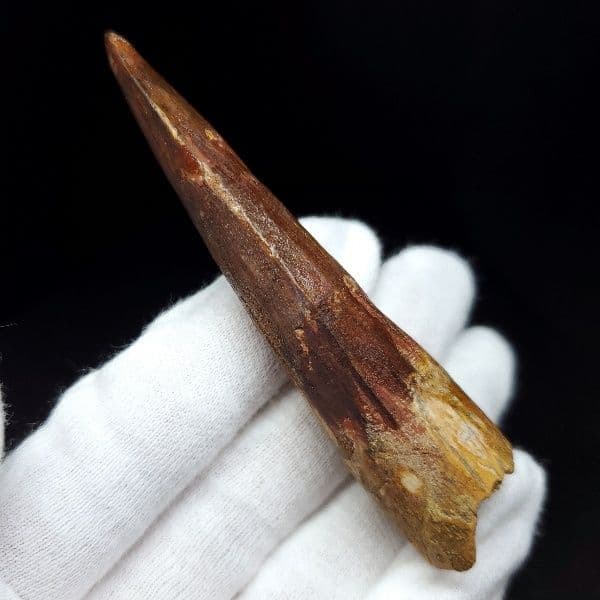 極上 スピノサウルス 本物 モロッコ産 80.31mm ケース付き sp269