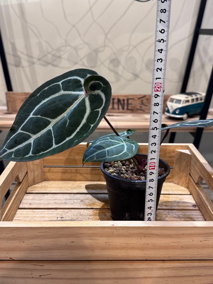 g*o様 28 アンスリウム　‘ミシェル’ F2 レッドクリスタリナム