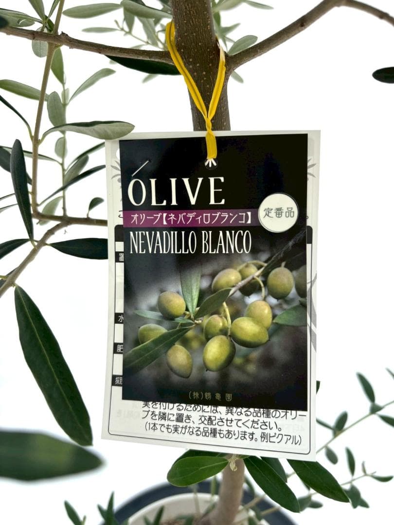 オリーブの木　ネバディロブランコ　約110cm　NO.1940　大型　現品掲載