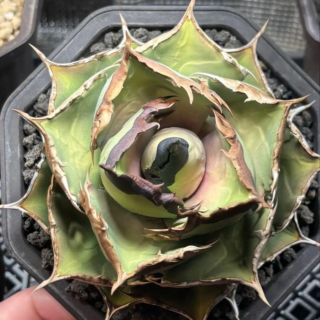 アガベ　チタノタ　シャークソード　鯊魚劍