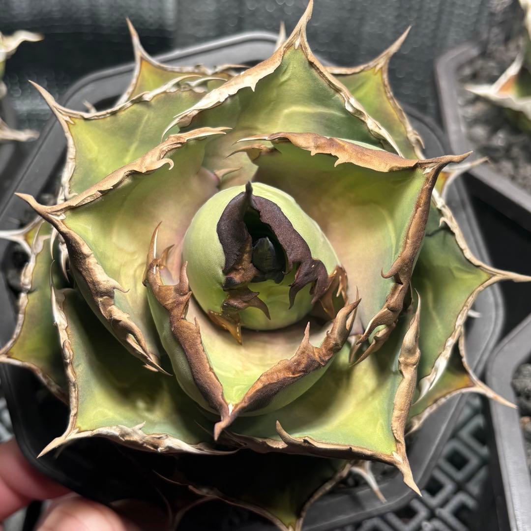 アガベ　チタノタ　シャークソード　鯊魚劍