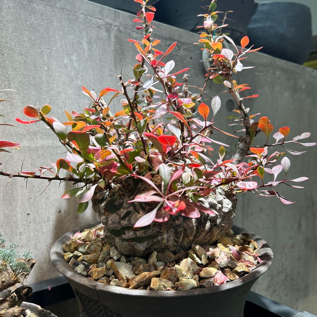 フォークイエリア　ファシクラータ 現地株 超希少 発根済 ※※陶器鉢付き※※