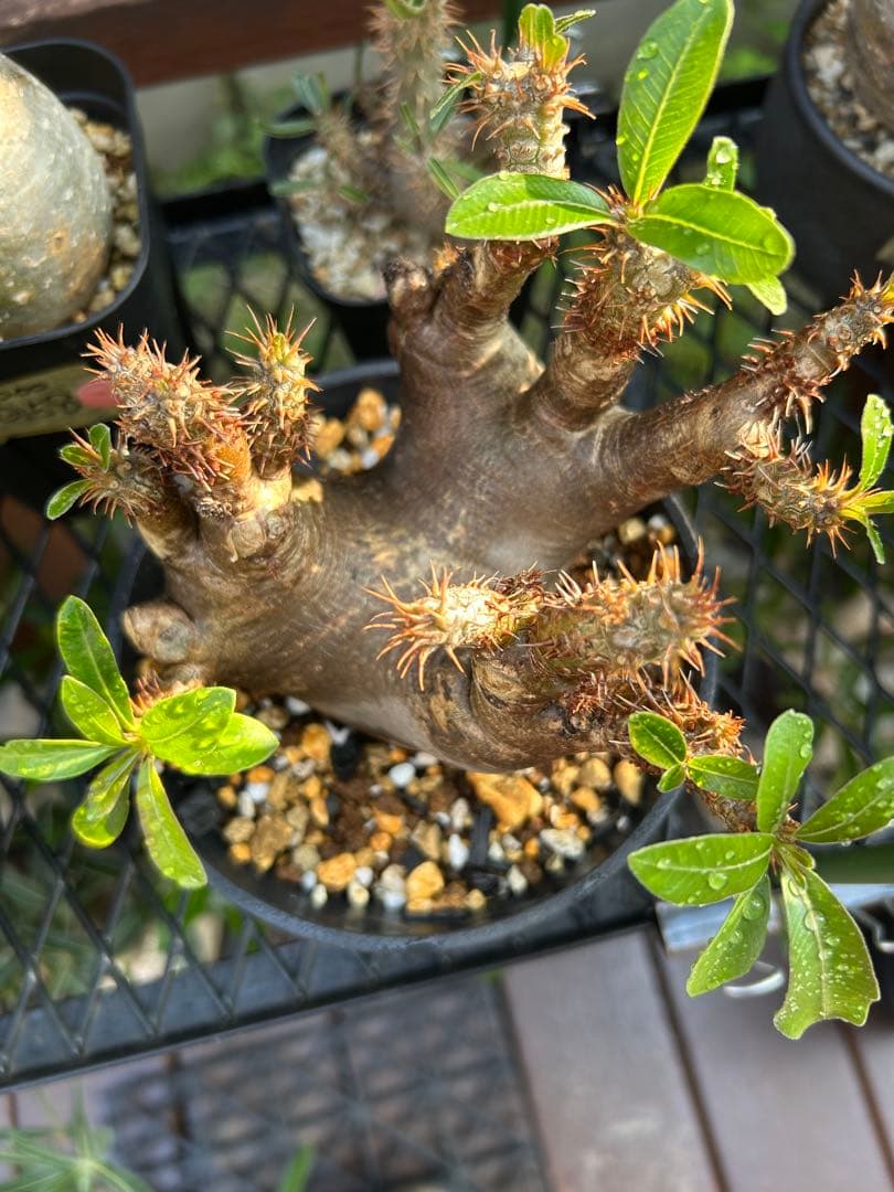 パキポディウム マカイエンセ現地球(手乗りサイズ)