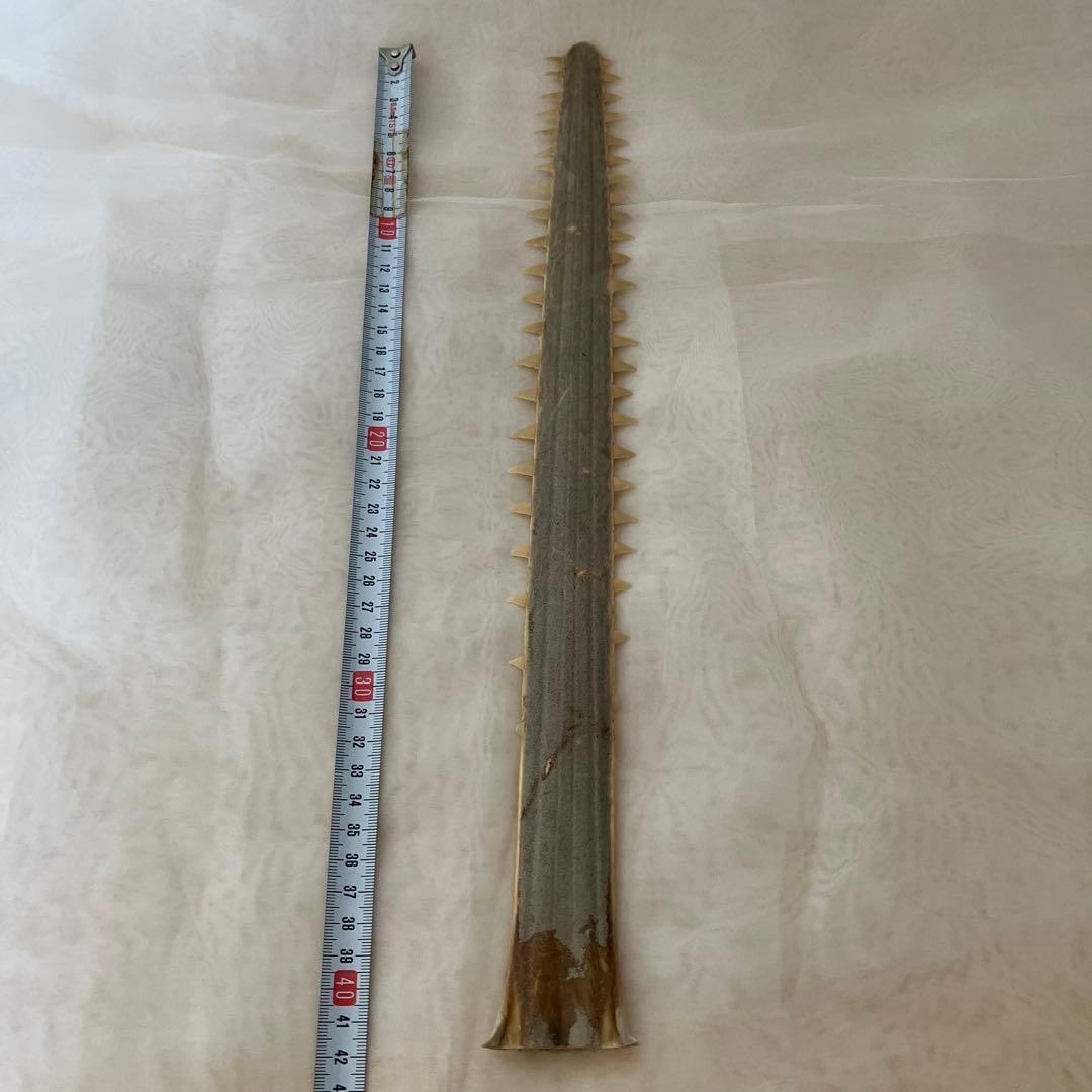 ノコギリザメの歯　標本