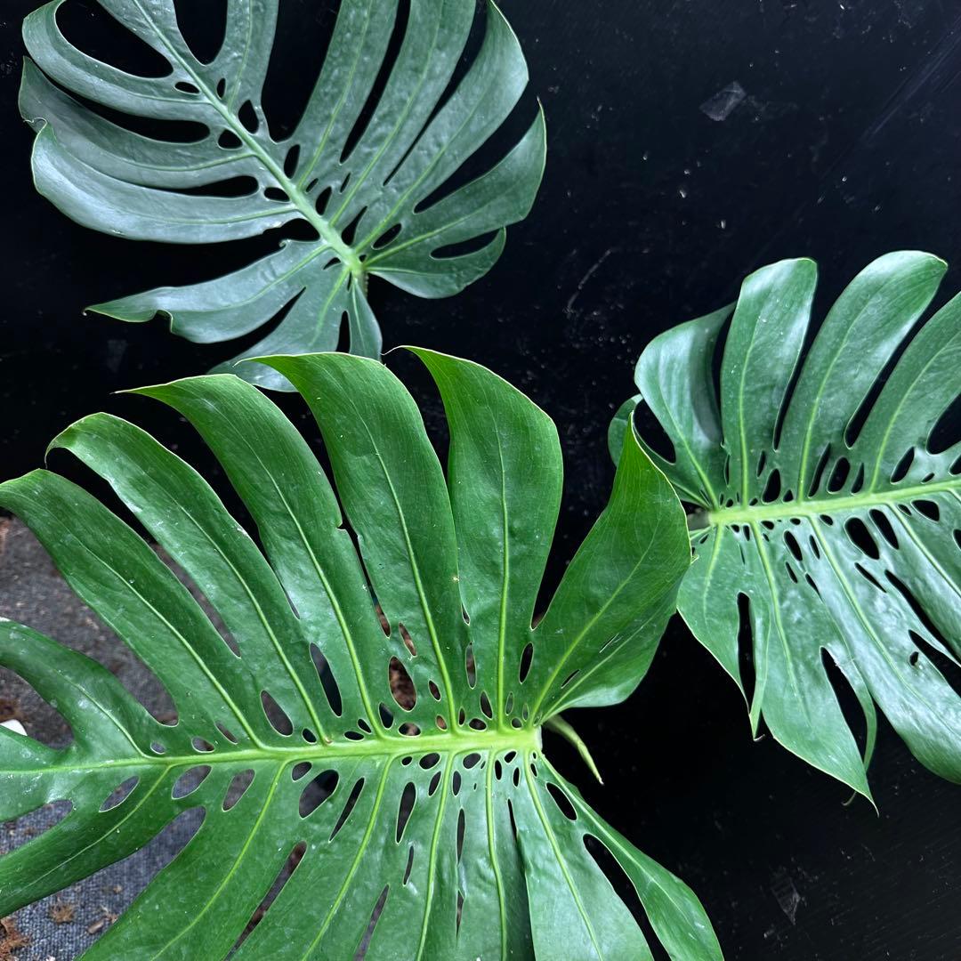 モンステラデリシオーサマクロコズム大型葉希少系統鉢植え高さ75㎝超大株