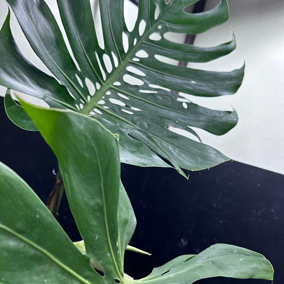 モンステラデリシオーサマクロコズム大型葉希少系統鉢植え高さ75㎝超大株