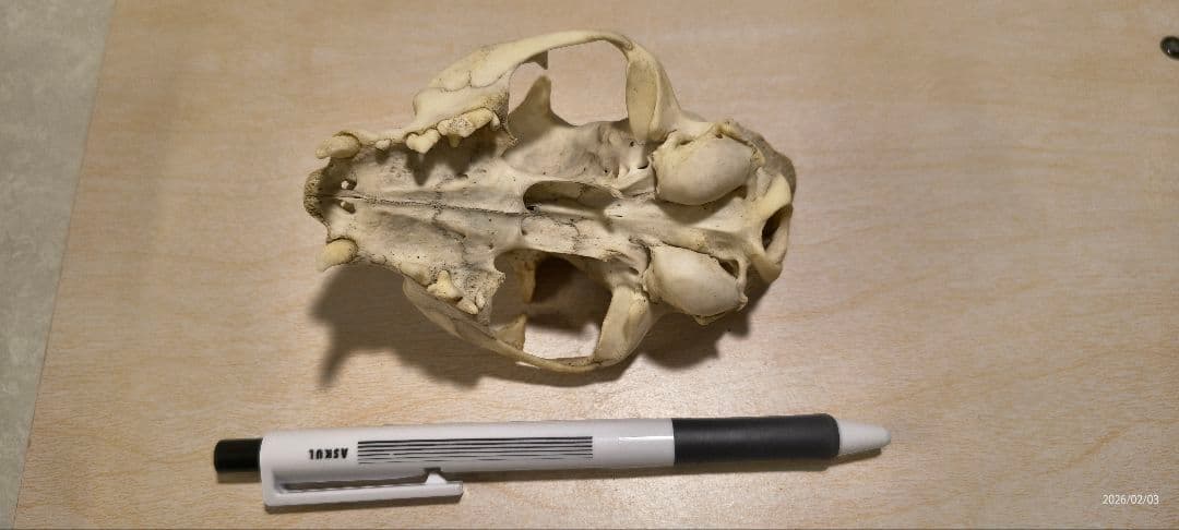 動物の頭蓋骨標本　タヌキ
