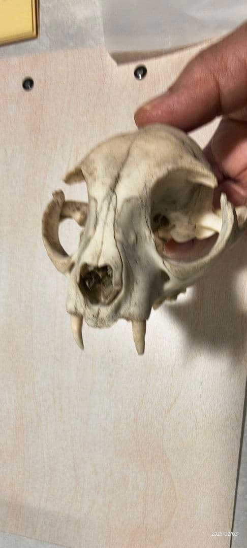 動物の頭蓋骨標本　タヌキ