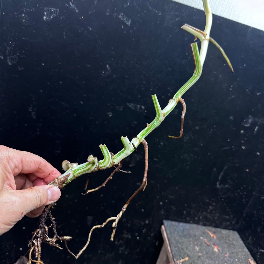 ニ*】様 斑入りモンステラホワイトタイガー大茎7株おまとめ