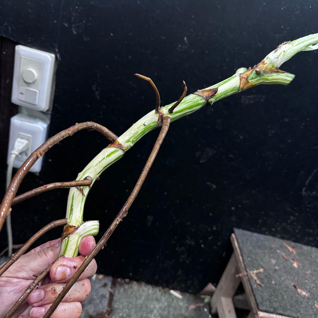 ニ*】様 斑入りモンステラホワイトタイガー大茎7株おまとめ