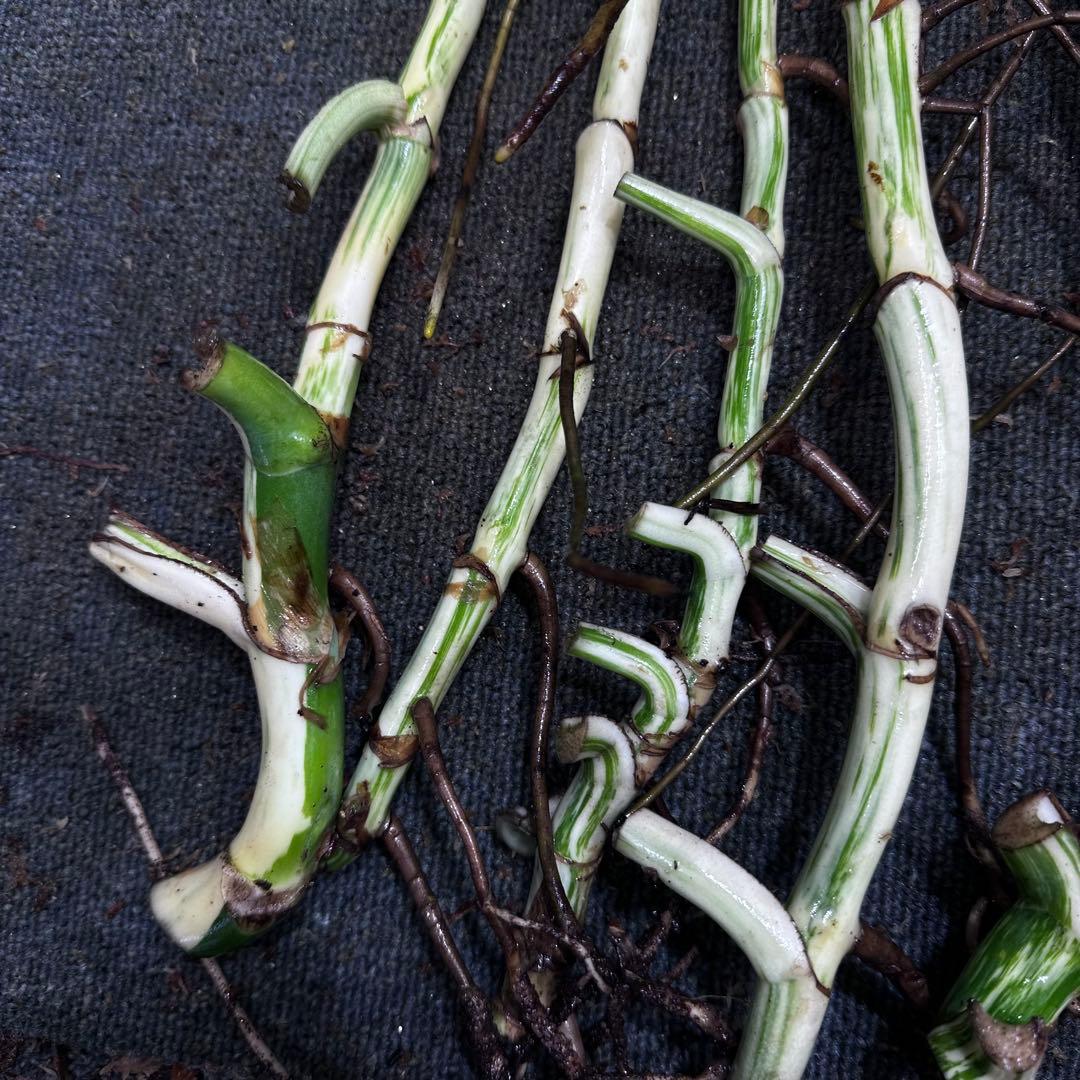 ニ*】様 斑入りモンステラホワイトタイガー大茎7株おまとめ