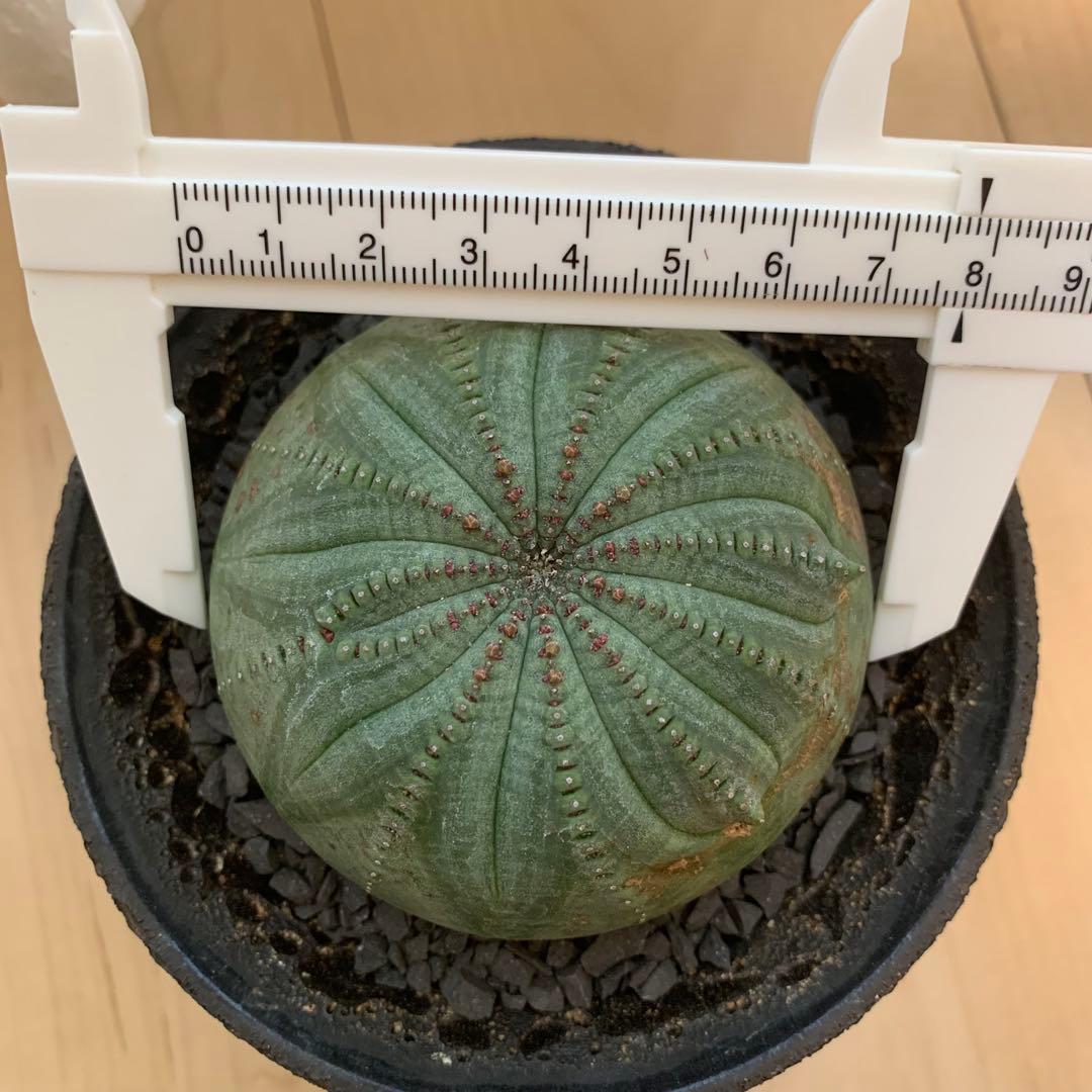 多稜 シンメトリカ 【仔吹きタイプではない】 ＋ 中川智治 作 作家鉢