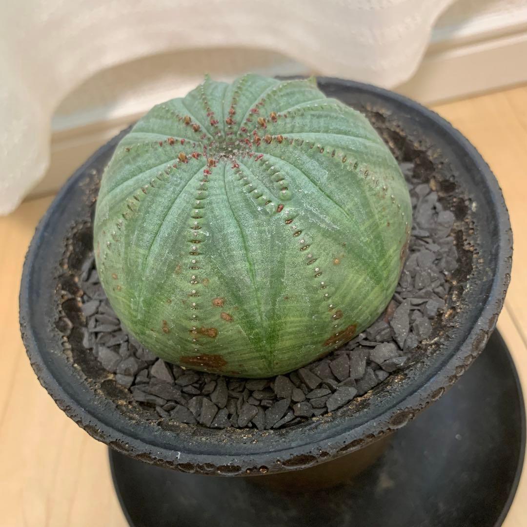 多稜 シンメトリカ 【仔吹きタイプではない】 ＋ 中川智治 作 作家鉢