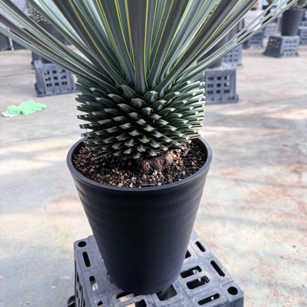 【AL1180】ユッカ　ロストラータ 超ブルー個体　超美形　極太