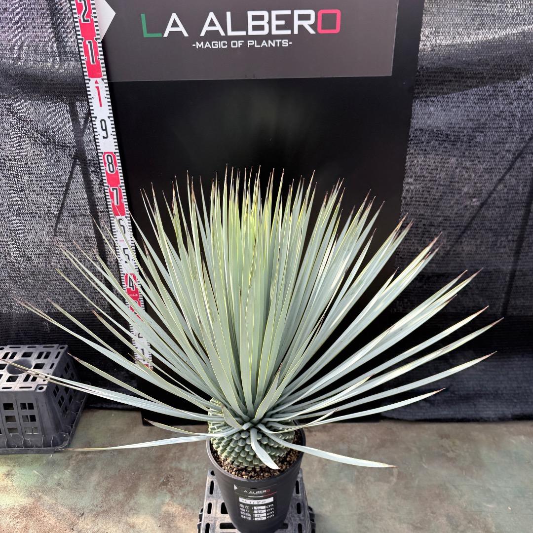 【AL1180】ユッカ　ロストラータ 超ブルー個体　超美形　極太