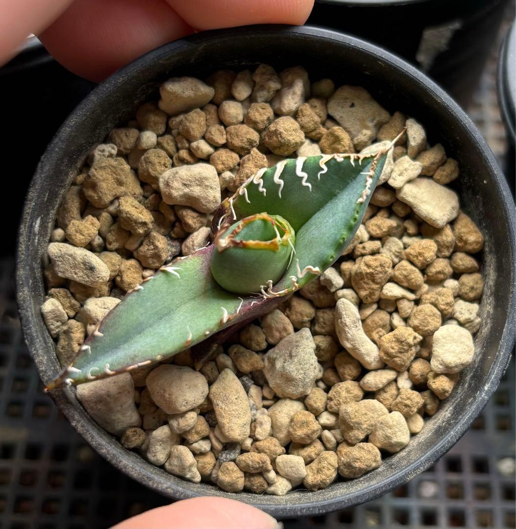 Ka-zu　アガベ　オテロイ　実生株　子株　PP01 発根済