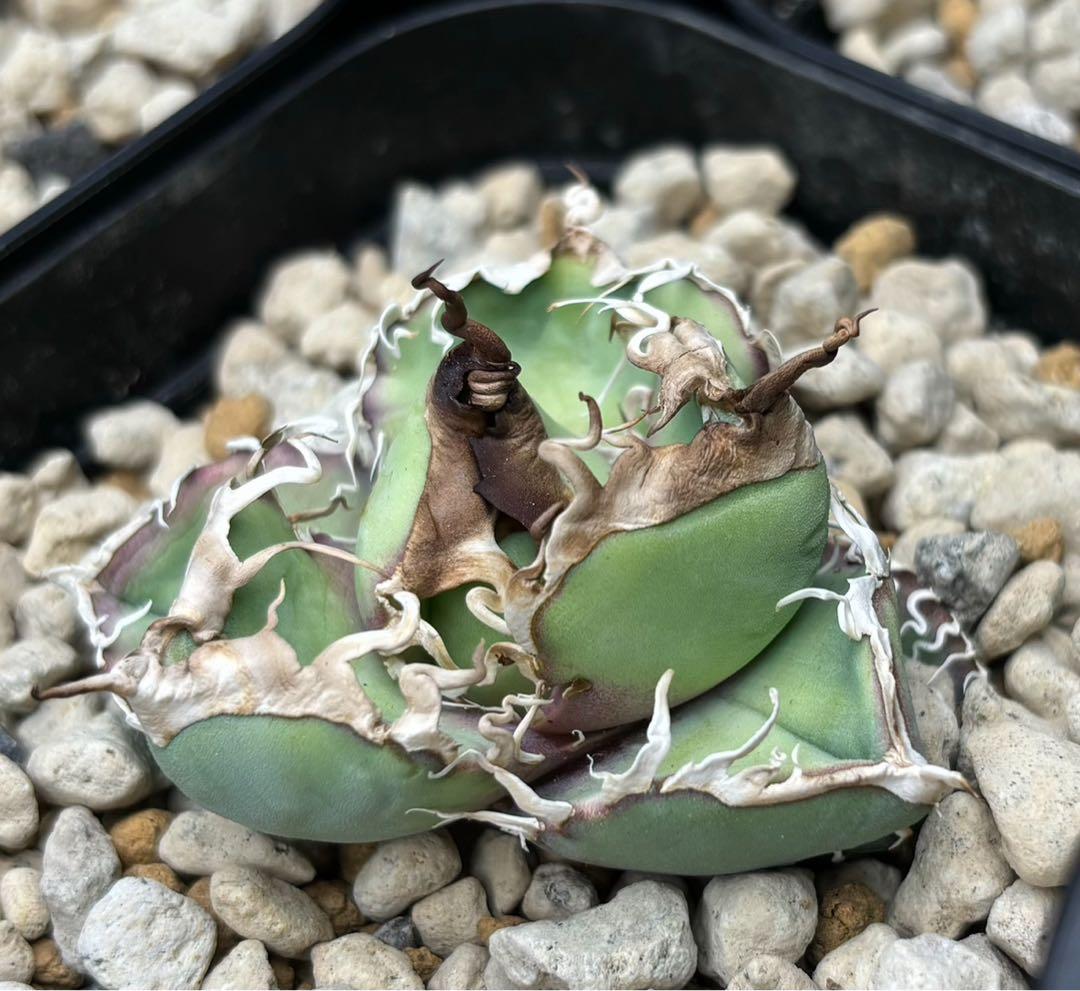 Ka-zu　アガベ　オテロイ　実生株　子株　PP01 発根済