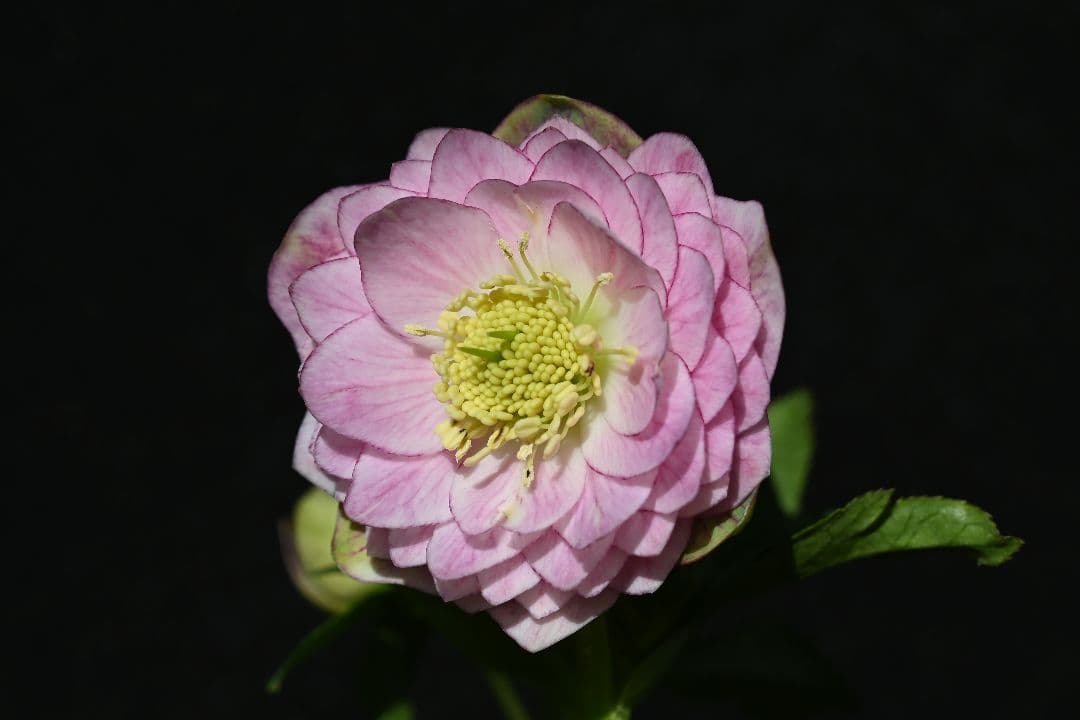 クリスマスローズ　認定Little　Collection　多弁系ビンク　加藤農園