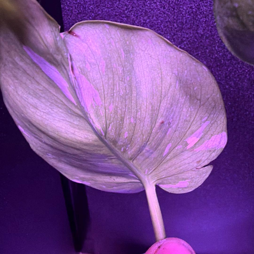 まちゃきモンステラ　デリシオーサゴジラ！ゾンビ！ミントトリカラー