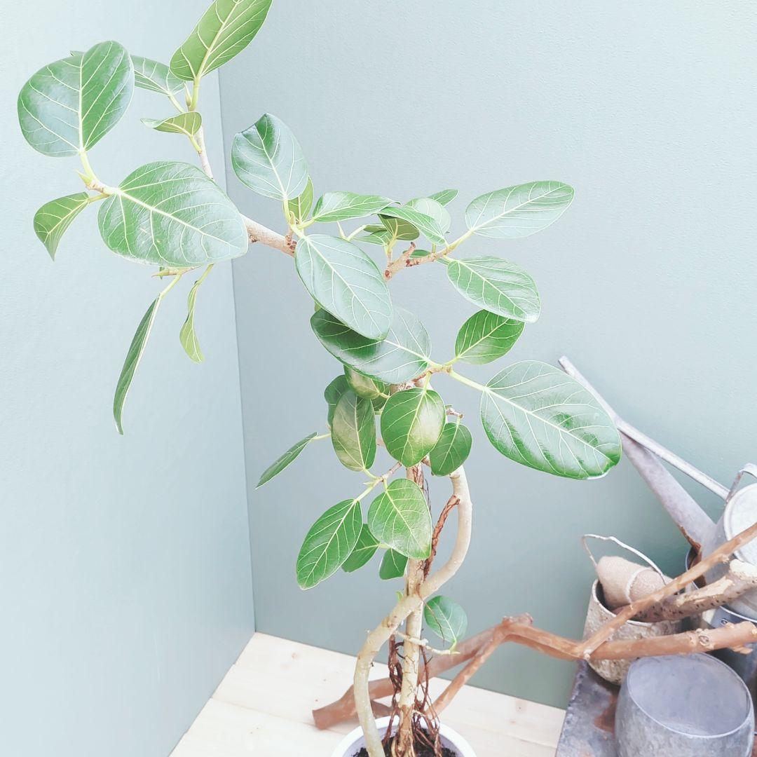 大人グリーン (現品) 根上がり 曲がりベンガレンシス７号