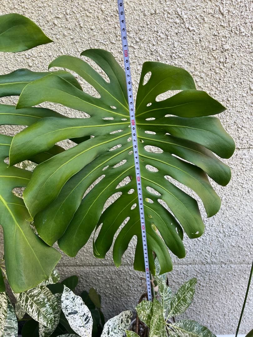 モンステラ デリシオーサ 120cm 幹立ち　1本立ち　根上