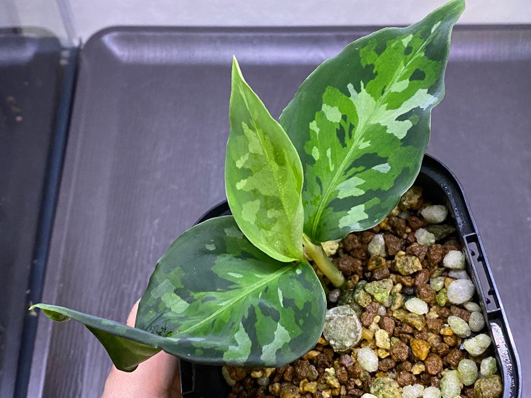 アグラオネマ ピクタム Aglaonema pictum tricolor2株
