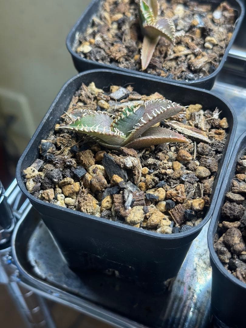 アガベ　白毫刺　OC 子株