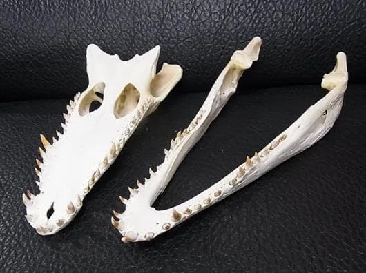 高品質　29ｃｍ！シャムワニの頭骨