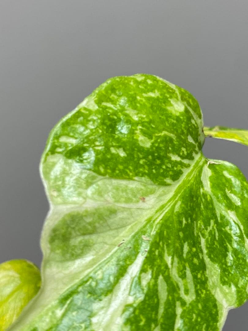 ④【超希少‼️】モンステラ　エレクトロライト　斑入り　レア　人気　メルカリ便