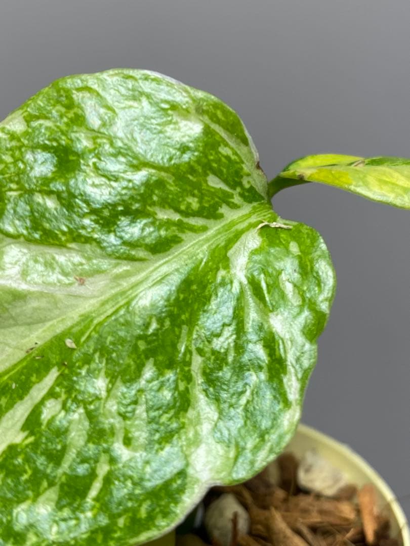 ④【超希少‼️】モンステラ　エレクトロライト　斑入り　レア　人気　メルカリ便