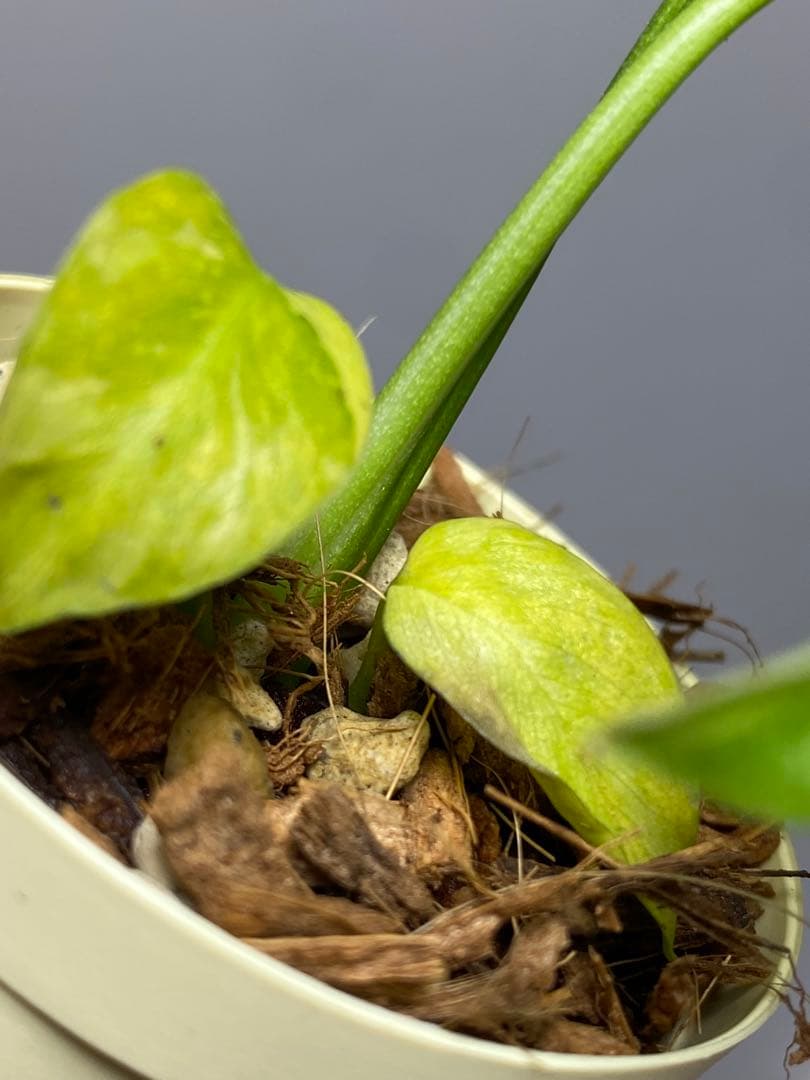 ④【超希少‼️】モンステラ　エレクトロライト　斑入り　レア　人気　メルカリ便