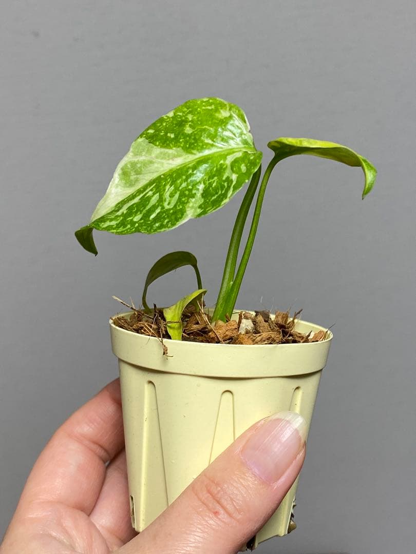 ④【超希少‼️】モンステラ　エレクトロライト　斑入り　レア　人気　メルカリ便