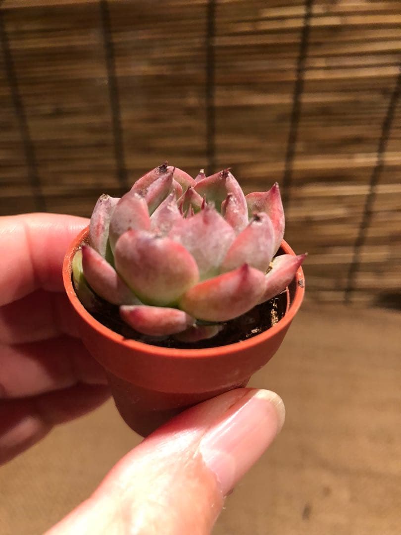 多肉植物 ミニ桃太郎♡ 抜き苗！ １号プラ鉢付き！