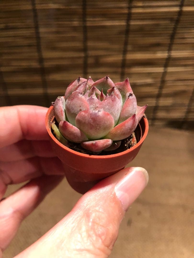 多肉植物 ミニ桃太郎♡ 抜き苗！ １号プラ鉢付き！