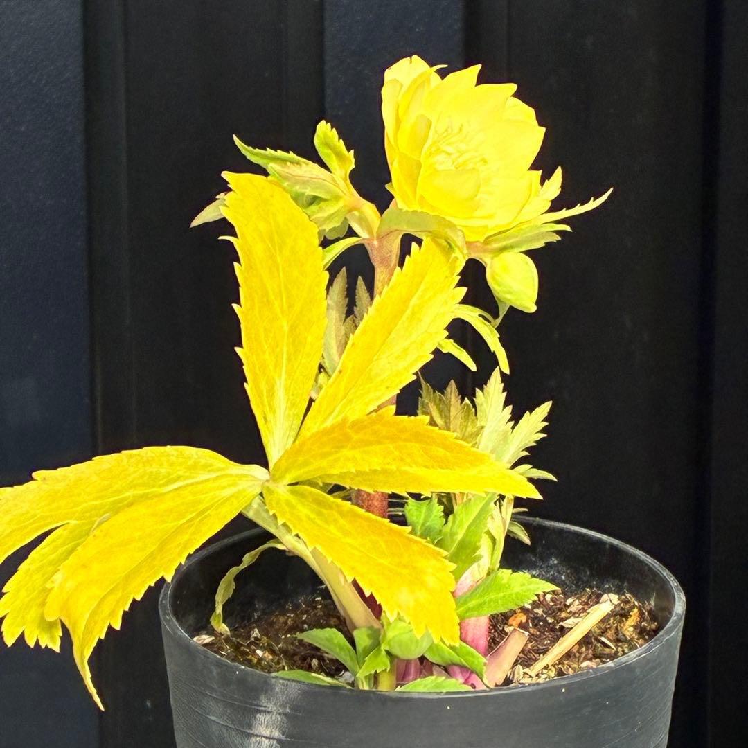 か*l様 3470☘️希少☘️花付☘️特濃グリーンゴールド系⭐️グリーンリップ⭐